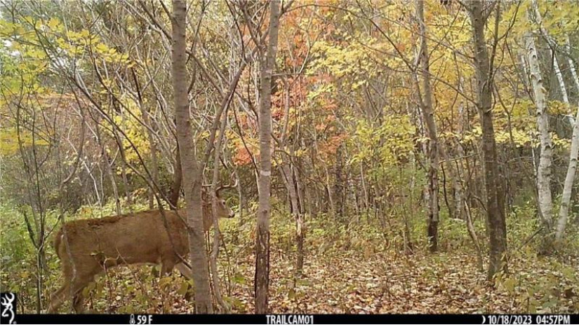 Lot 3 (5.10 Acres) M Highway Elk Mound, WI 54739 by Landguys, Llc Of Wisconsin $139,900