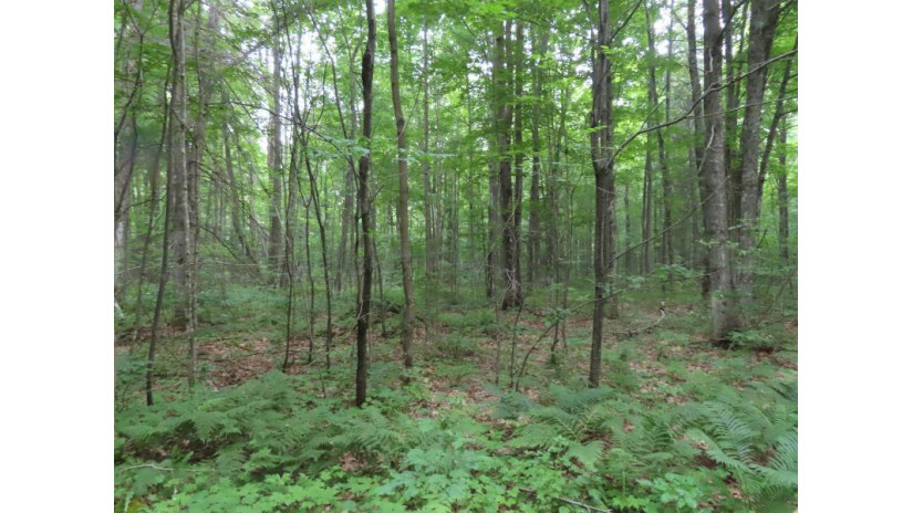 Easement Lane Lot 11 Blackwell, WI 54541 by Century 21 Northwoods Team - c21nwds@yahoo.com $18,500