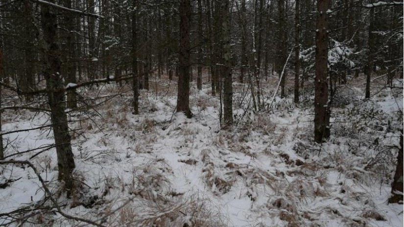 County  Road Z Hutchins, WI 54450 by Whitetail Dreams Real Estate, LLC $275,000