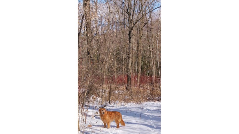 LOT I Deer Run Packwaukee, WI 53949 by First Weber Inc - HomeInfo@firstweber.com $35,000