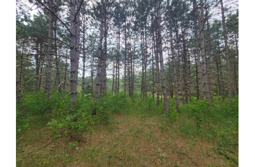 LOT 113 Beaver Lane, Arkdale, WI 54613