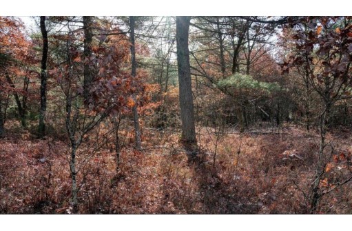 75+/- ACRES Dover Drive, Adams, WI 53910