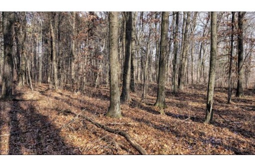 88.7+/- ACRES Highway 80, New Lisbon, WI 53950