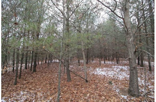 L1 White Pine, Spring Green, WI 53588