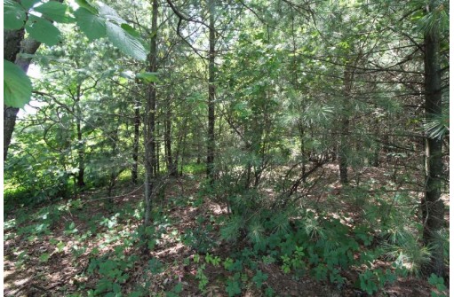 L1 White Pine, Spring Green, WI 53588