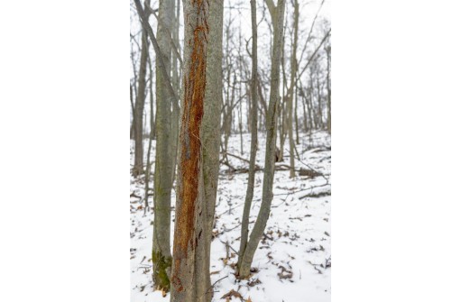 35+/- ACRES Pine Hollow Road, Arlington, WI 53911