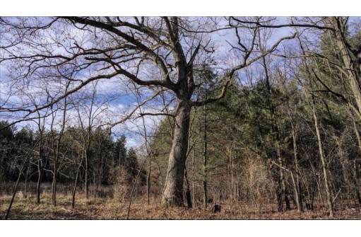 162+/- ACRES Germantown Road, New Lisbon, WI 53950