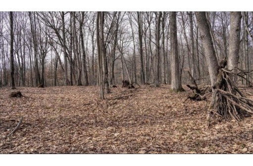 73+/- ACRES Germantown Road, New Lisbon, WI 53950