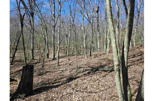 123.5 +/- ACRES Hell Hollow Road, Richland Center, WI 53581