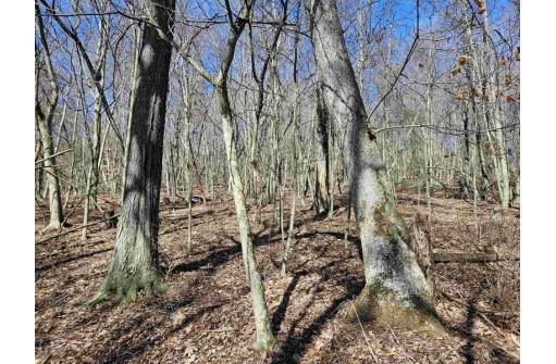 123.5 +/- ACRES Hell Hollow Road, Richland Center, WI 53581