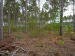 LOT 8 Bollig Court Nekoosa, WI 54457