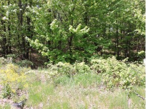 4781 Turkey Trail LOT #19 WOODLAND HEI