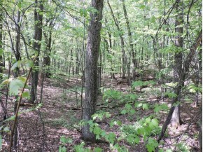 4781 Turkey Trail LOT #19 WOODLAND HEI