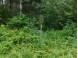 LOT 1 Brown Creek Road Tomahawk, WI 54487