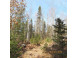 25.8 ACRES Adams Lane Tomahawk, WI 54487