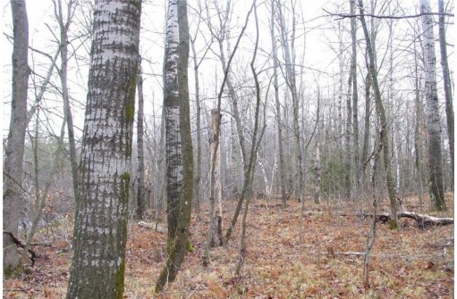 25 Acres On Mae West Road, Ladysmith, WI 54848