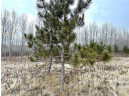 +/- 10 ACRES Hamm Drive, Owen, WI 54460