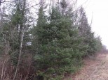 40 ACRES OFF Knapp Rd Winter, WI 54896