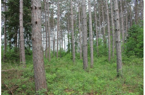 Sundew Road, Abrams, WI 54101