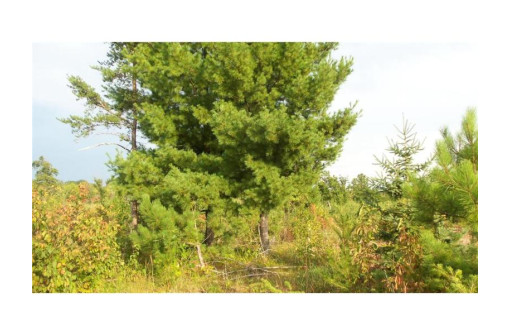 LOT 4 High Ridge Trl, Webster, WI 54893