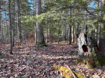 TBD Hemlock Trail, Lots 683, 684 Beaver Island, MI 49782