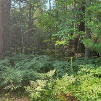 Rosemarie Trail PARCEL A Roscommon, MI 48653