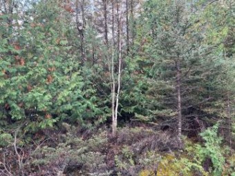 LOT 453 Balsam Drive Presque Isle, MI 49777