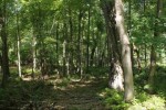 PARCEL I Deer Run Montello, WI 53949-0000 by First Weber Real Estate $29,900